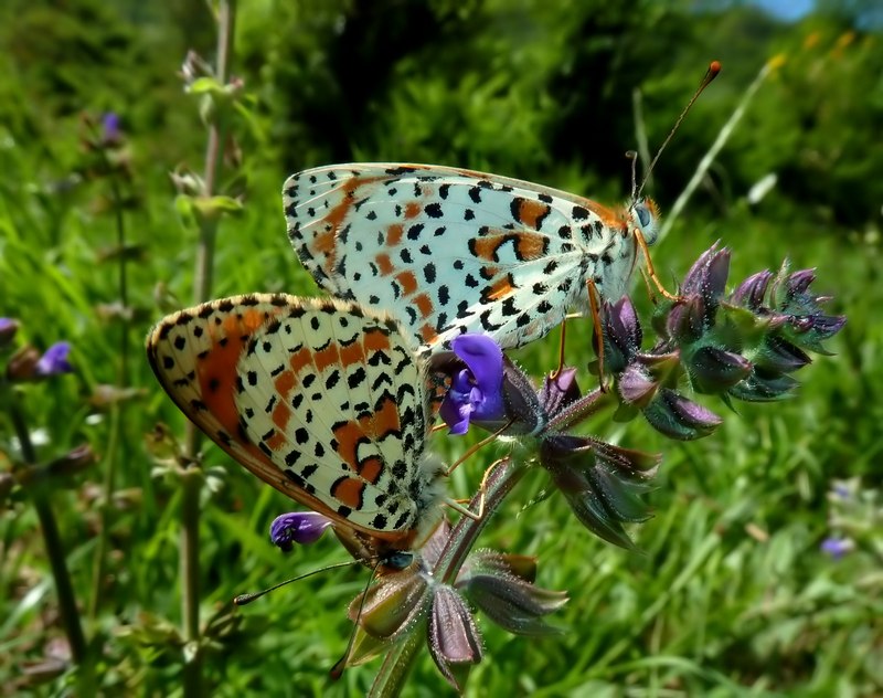 M e F  : foto di coppia